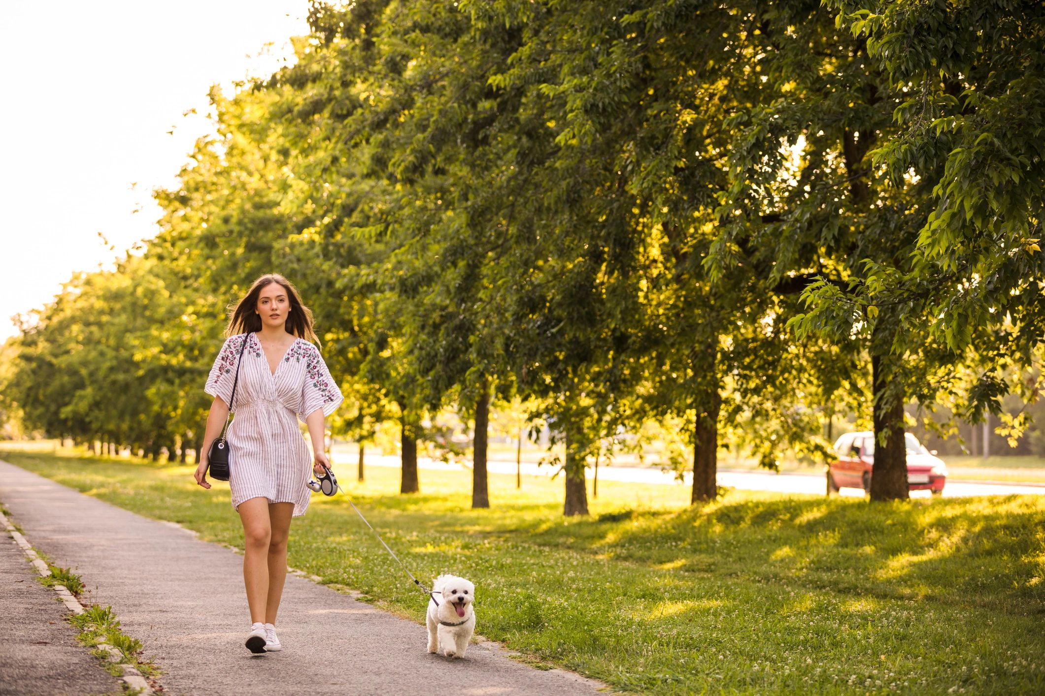Dog being walked through a green public park