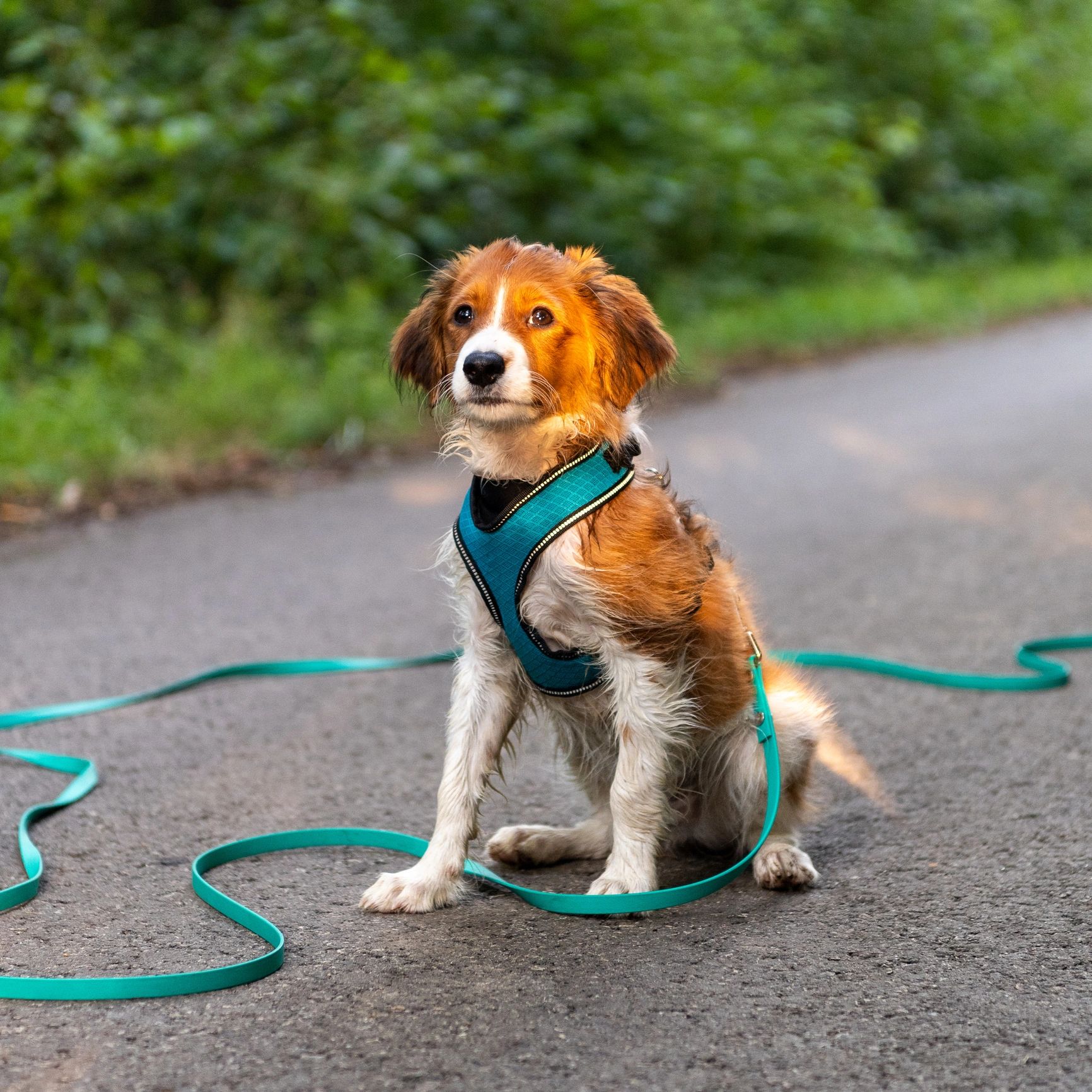 Portrait of a puppy outdoors