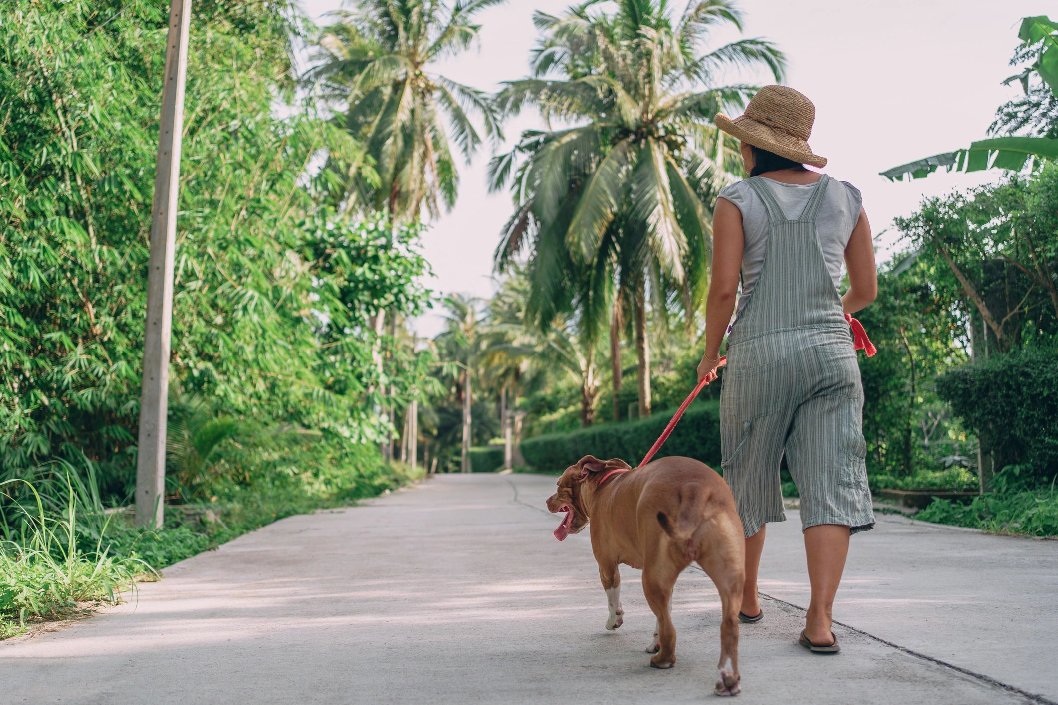 Dog walker walking with a dog along a neighborhood street