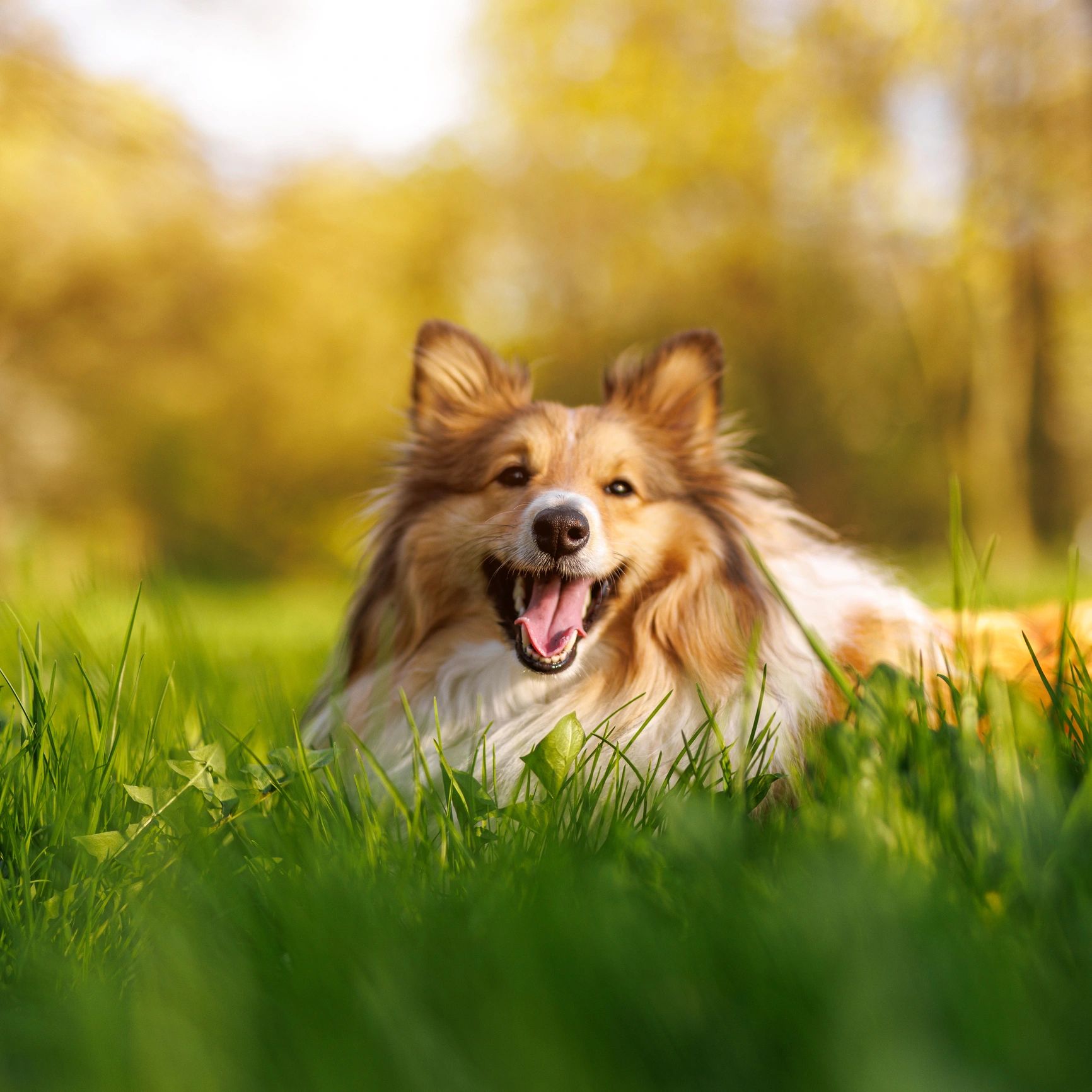 Portrait of a happy dog outdoors
