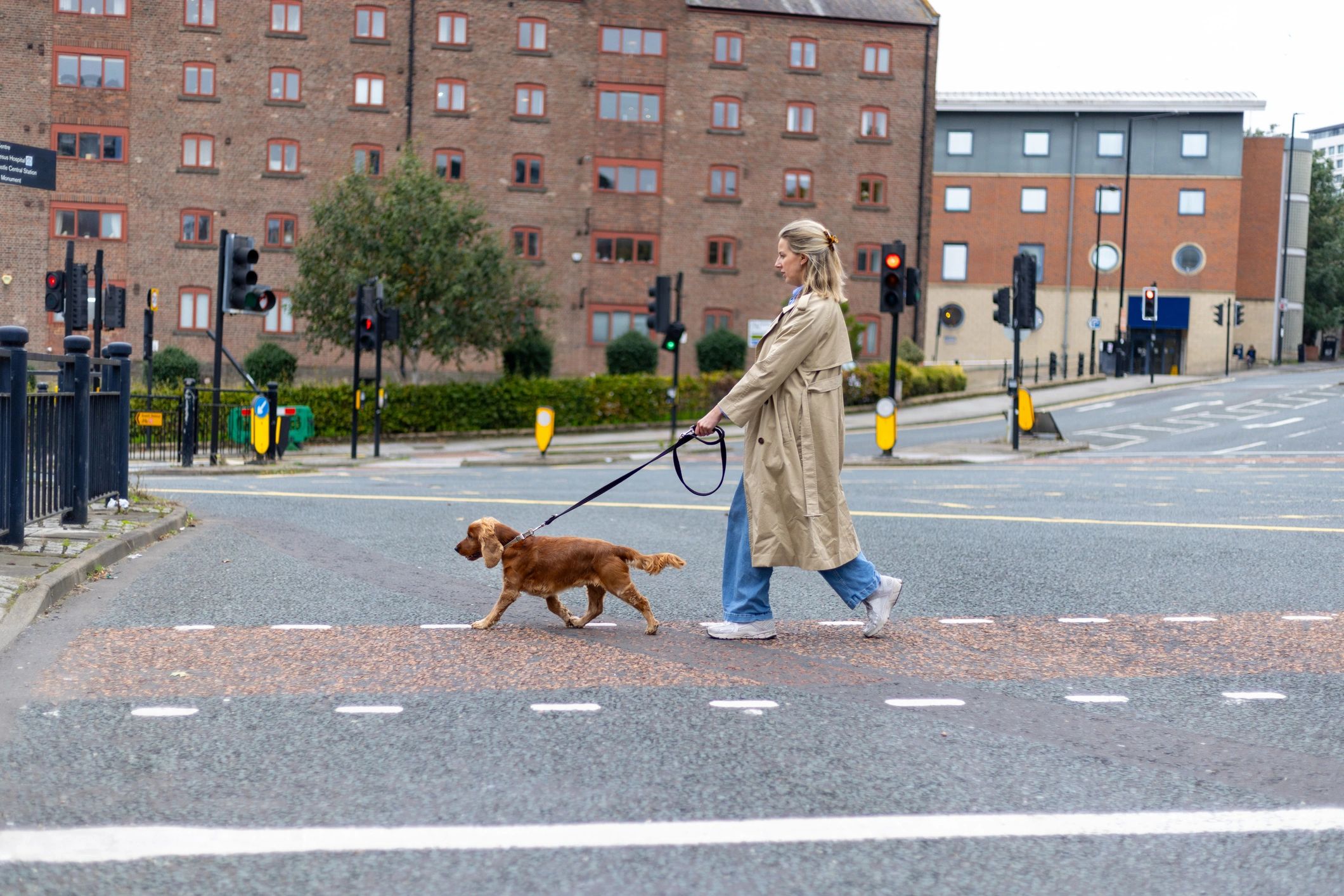 Dog walker crossing a city street with a dog on leash